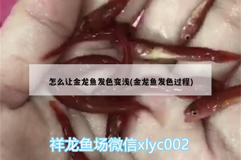 怎么让金龙鱼发色变浅(金龙鱼发色过程) 苏虎苗（苏门答腊虎鱼苗）