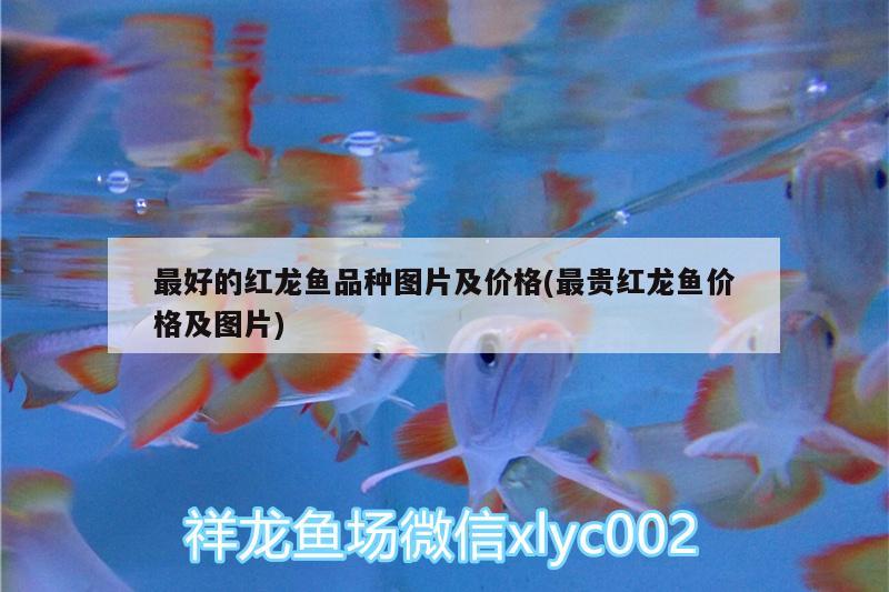 最好的红龙鱼品种图片及价格(最贵红龙鱼价格及图片) 冲氧泵