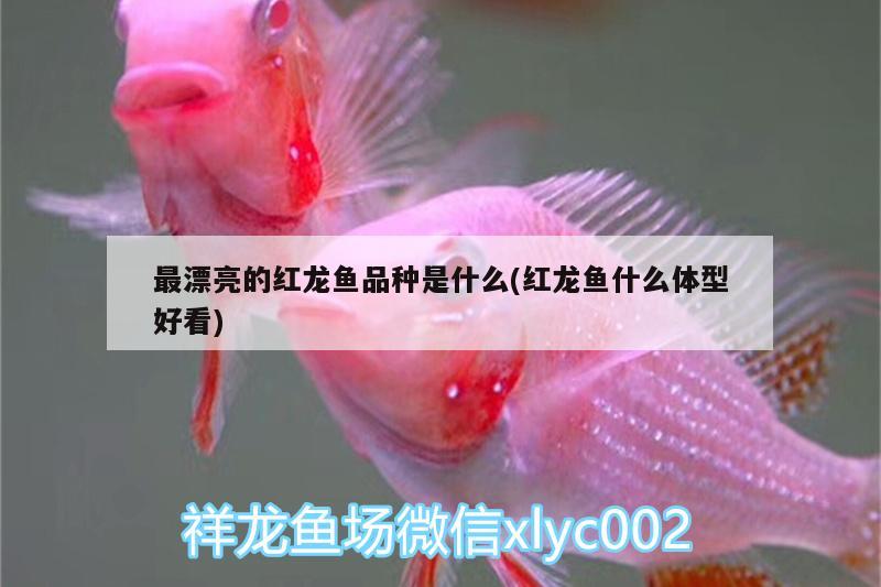 最漂亮的红龙鱼品种是什么(红龙鱼什么体型好看) 慈雕鱼