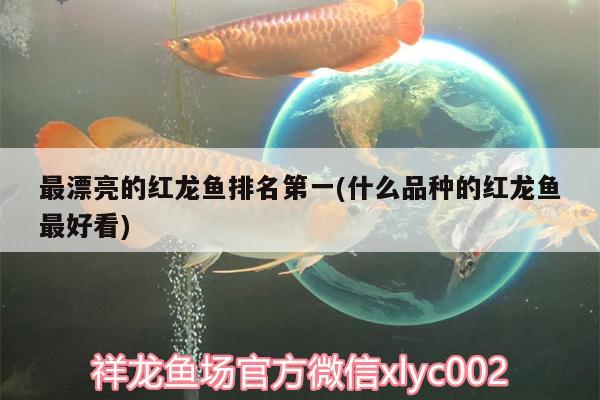 最漂亮的红龙鱼排名第一(什么品种的红龙鱼最好看) 申古银版鱼