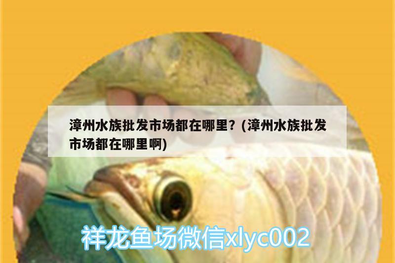 漳州水族批发市场都在哪里？(漳州水族批发市场都在哪里啊) 观赏鱼水族批发市场