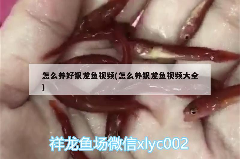 怎么养好银龙鱼视频(怎么养银龙鱼视频大全) 银龙鱼