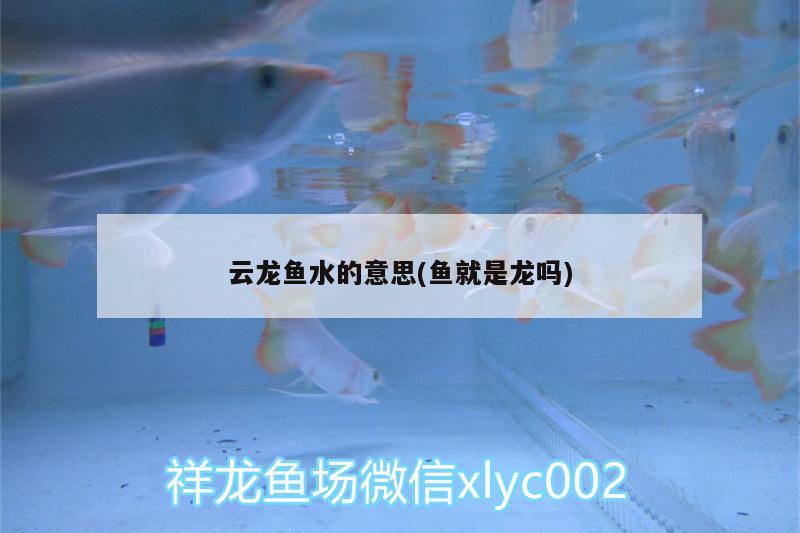 云龙鱼水的意思(鱼就是龙吗) 鹦鹉鱼 第2张