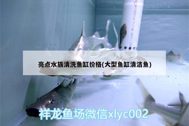 亮点水族清洗鱼缸价格(大型鱼缸清洁鱼) 梦幻雷龙鱼