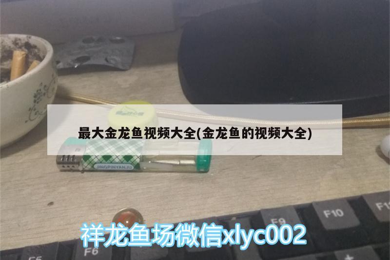 最大金龙鱼视频大全(金龙鱼的视频大全)