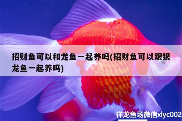 招财鱼可以和龙鱼一起养吗(招财鱼可以跟银龙鱼一起养吗)