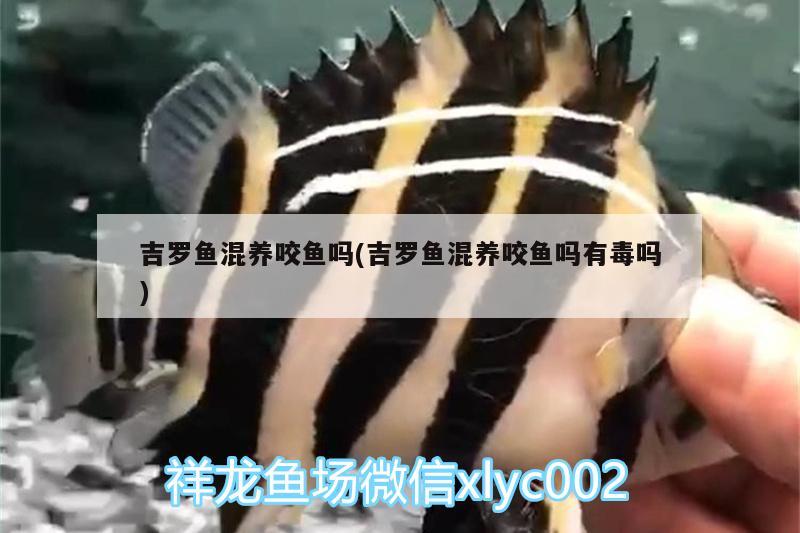 吉罗鱼混养咬鱼吗(吉罗鱼混养咬鱼吗有毒吗) 水族维护服务（上门）