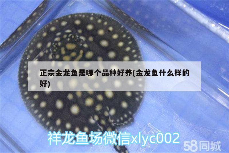 正宗金龙鱼是哪个品种好养(金龙鱼什么样的好) 玫瑰银版鱼