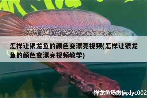 怎样让银龙鱼的颜色变漂亮视频(怎样让银龙鱼的颜色变漂亮视频教学) 银龙鱼