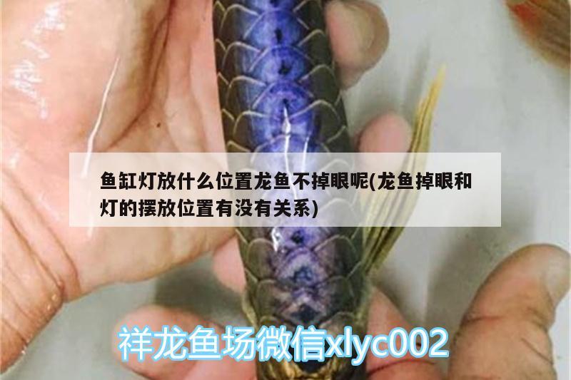 鱼缸灯放什么位置龙鱼不掉眼呢(龙鱼掉眼和灯的摆放位置有没有关系) 黄吉金龙（白子金龙鱼）