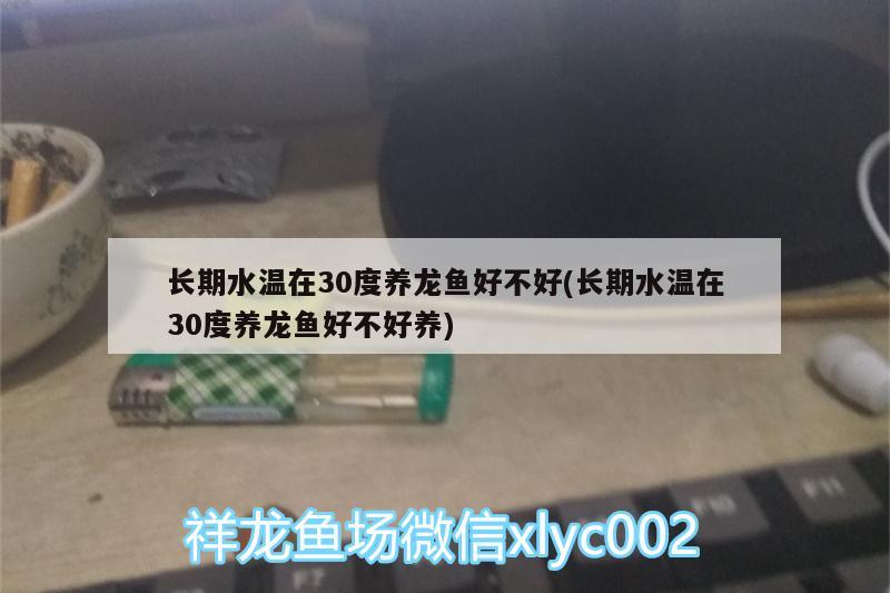 长期水温在30度养龙鱼好不好(长期水温在30度养龙鱼好不好养) 海象鱼