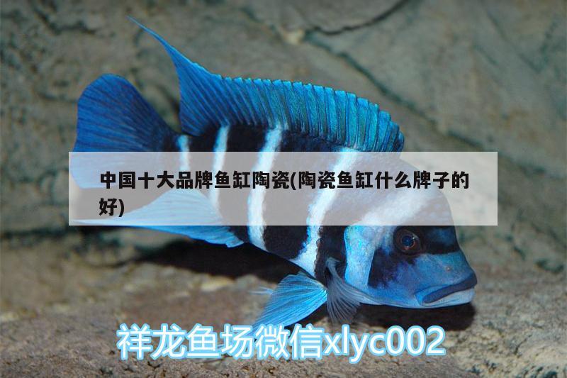 中国十大品牌鱼缸陶瓷(陶瓷鱼缸什么牌子的好) 养鱼的好处