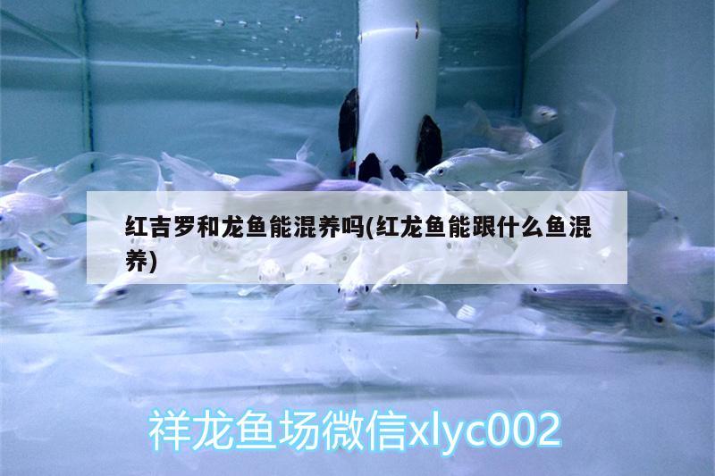 红吉罗和龙鱼能混养吗(红龙鱼能跟什么鱼混养) 其它水族用具设备