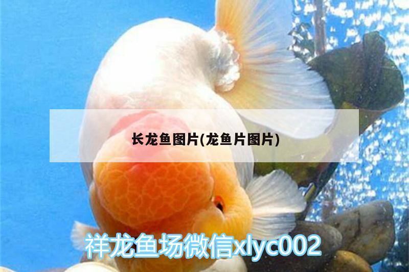 长龙鱼图片(龙鱼片图片) 祥龙水族护理水