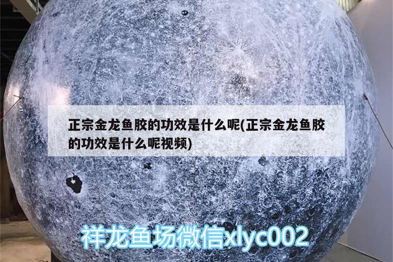 正宗金龙鱼胶的功效是什么呢(正宗金龙鱼胶的功效是什么呢视频)