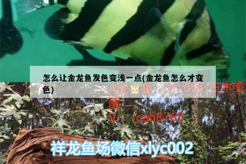 怎么让金龙鱼发色变浅一点(金龙鱼怎么才变色) 水族灯（鱼缸灯）