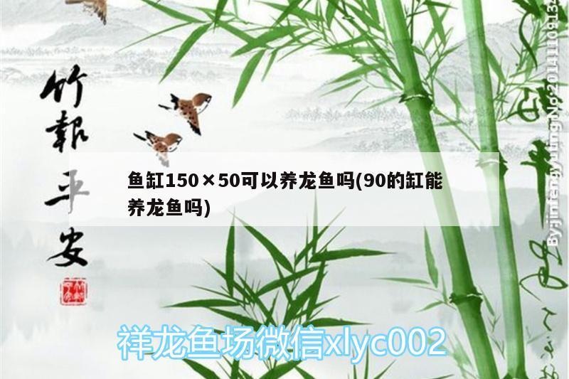 鱼缸150×50可以养龙鱼吗(90的缸能养龙鱼吗) 白子关刀鱼苗