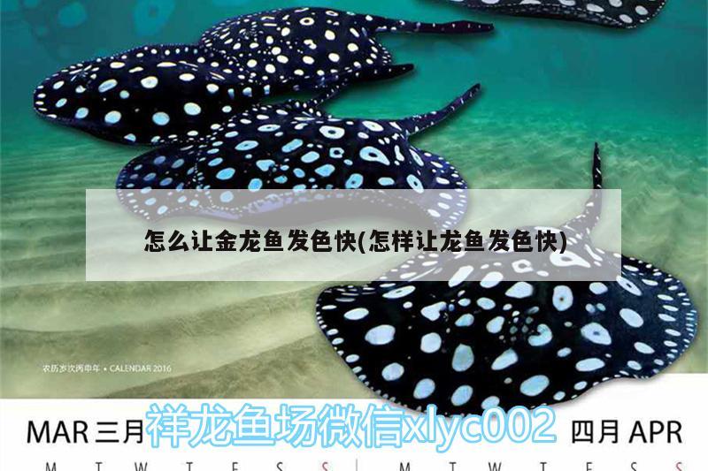 怎么让金龙鱼发色快(怎样让龙鱼发色快) 其它水族用具设备