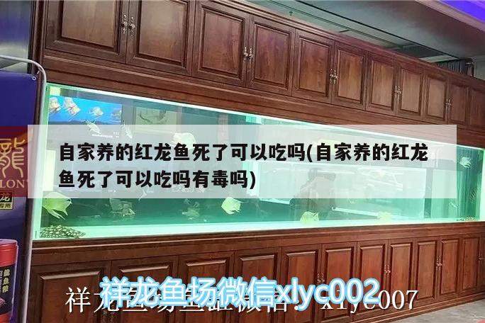 自家养的红龙鱼死了可以吃吗(自家养的红龙鱼死了可以吃吗有毒吗) 观赏鱼水族批发市场