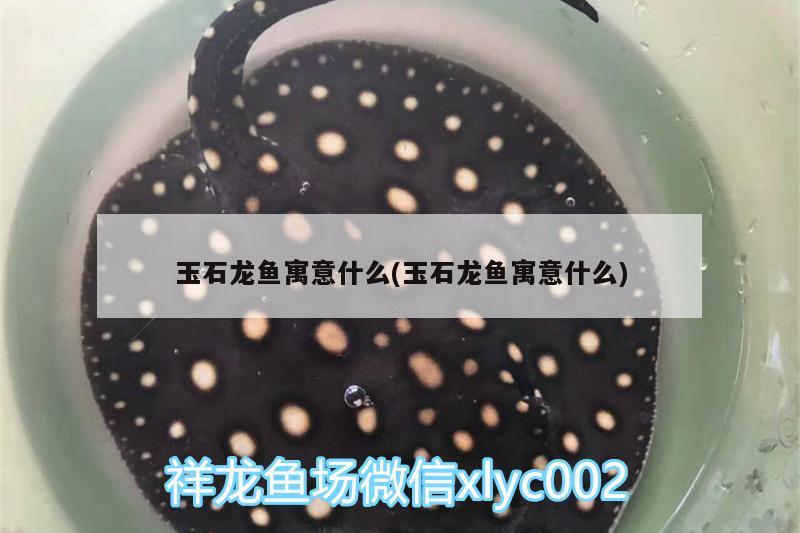 玉石龙鱼寓意什么(玉石龙鱼寓意什么) 蝴蝶鲤