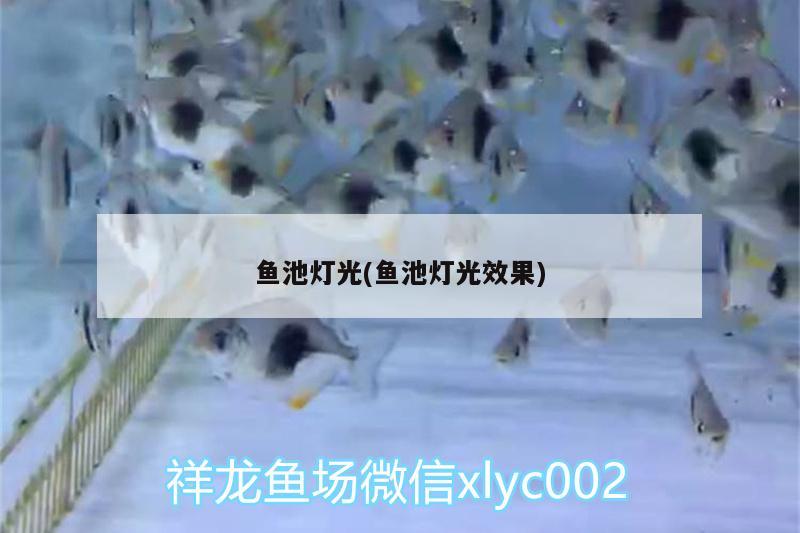 鱼池灯光(鱼池灯光效果) 祥龙龙鱼专用水族灯