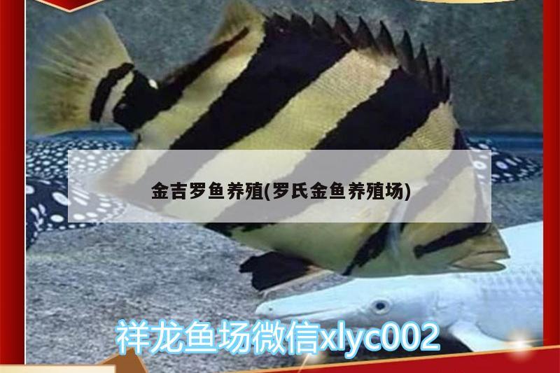 金吉罗鱼养殖(罗氏金鱼养殖场) 水族用品