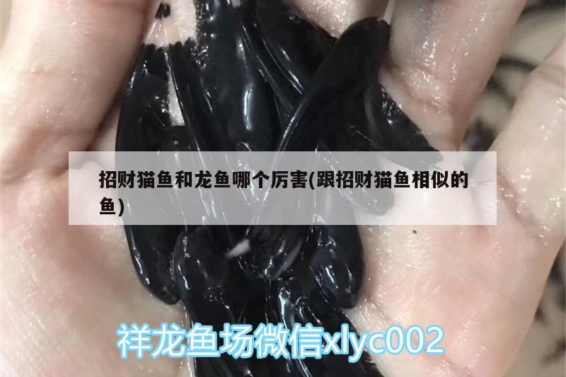 招财猫鱼和龙鱼哪个厉害(跟招财猫鱼相似的鱼) 观赏鱼水族批发市场