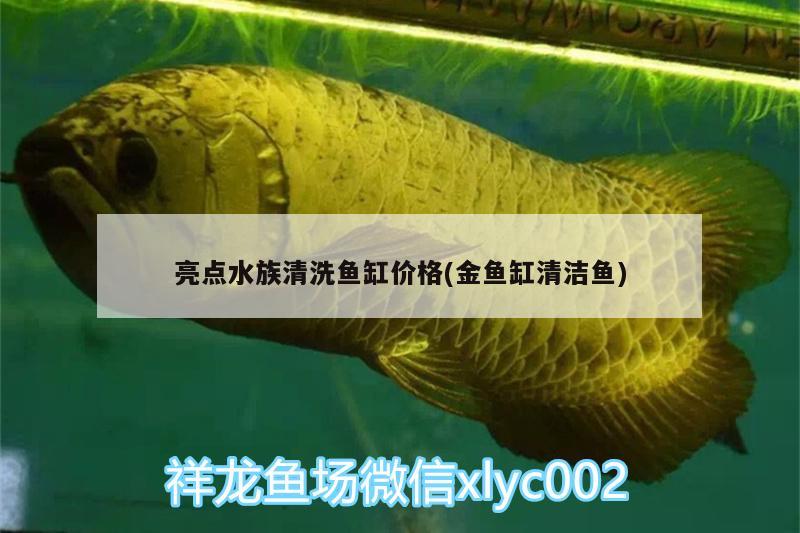 亮点水族清洗鱼缸价格(金鱼缸清洁鱼) 黄金招财猫鱼