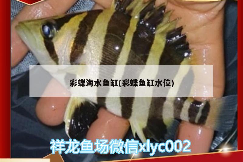 彩蝶海水鱼缸(彩蝶鱼缸水位)