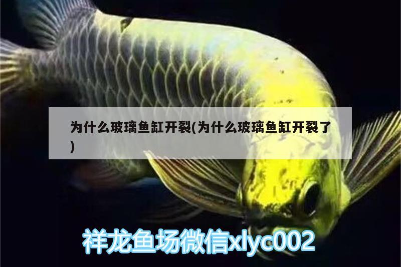 为什么玻璃鱼缸开裂(为什么玻璃鱼缸开裂了) 其它水族用具设备