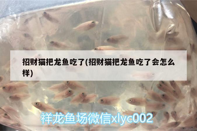 招财猫把龙鱼吃了(招财猫把龙鱼吃了会怎么样)