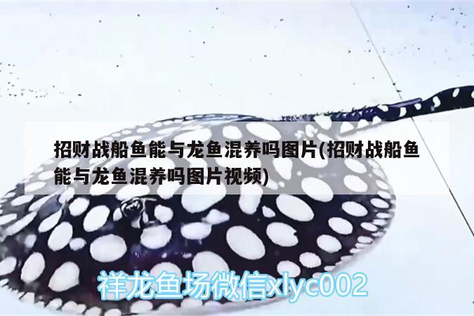 招财战船鱼能与龙鱼混养吗图片(招财战船鱼能与龙鱼混养吗图片视频) 招财战船鱼