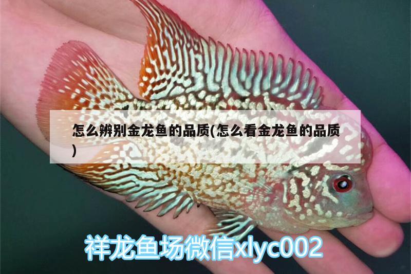 怎么辨别金龙鱼的品质(怎么看金龙鱼的品质) 其它水族用具设备 第1张