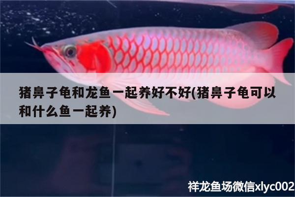 猪鼻子龟和龙鱼一起养好不好(猪鼻子龟可以和什么鱼一起养) 乌龟