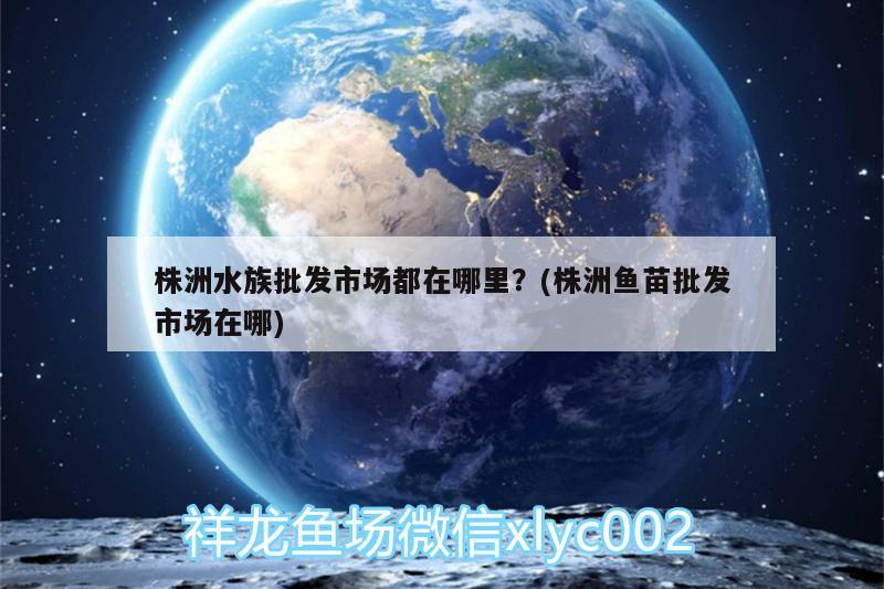 株洲水族批发市场都在哪里？(株洲鱼苗批发市场在哪) 观赏鱼水族批发市场