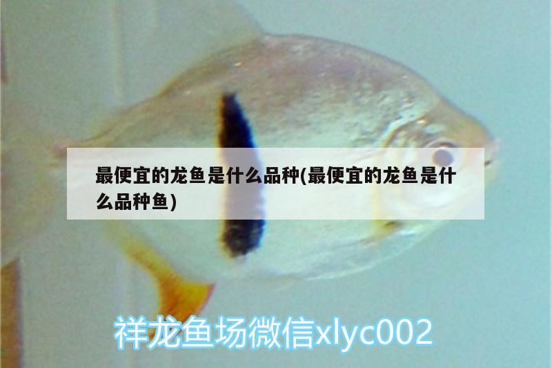 最便宜的龙鱼是什么品种(最便宜的龙鱼是什么品种鱼) 孵化器