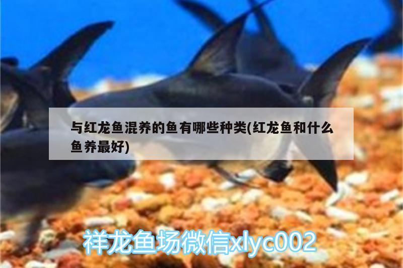 与红龙鱼混养的鱼有哪些种类(红龙鱼和什么鱼养最好) 熊猫异形鱼L46