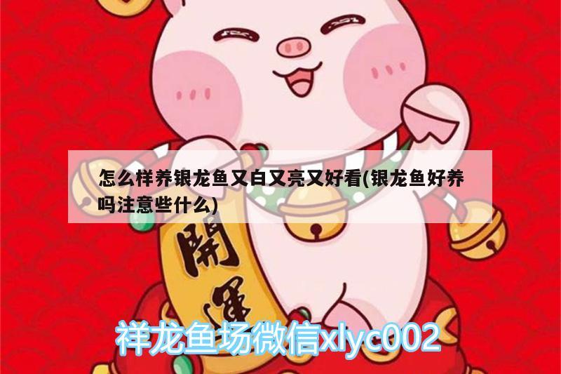 怎么样养银龙鱼又白又亮又好看(银龙鱼好养吗注意些什么)