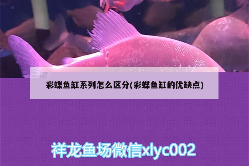 彩蝶鱼缸系列怎么区分(彩蝶鱼缸的优缺点)