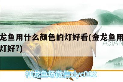 照金龙鱼用什么颜色的灯好看(金龙鱼用什么色的灯好?)