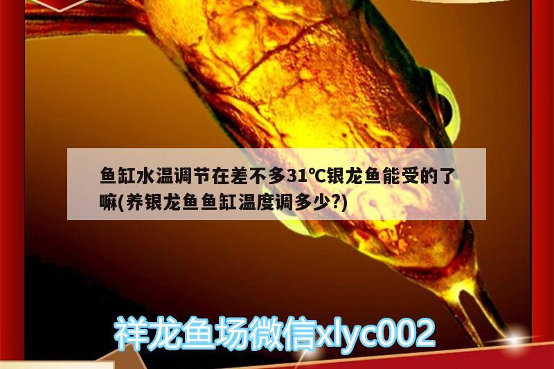 鱼缸水温调节在差不多31℃银龙鱼能受的了嘛(养银龙鱼鱼缸温度调多少?) 银龙鱼