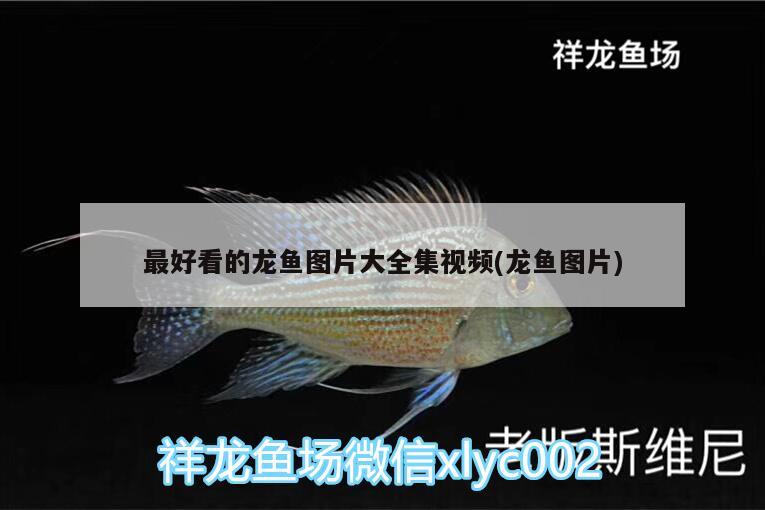 最好看的龙鱼图片大全集视频(龙鱼图片) 广州龙鱼批发市场