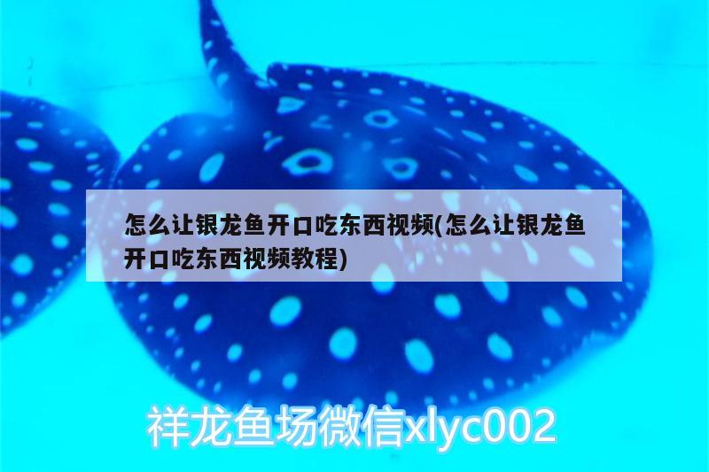 怎么让银龙鱼开口吃东西视频(怎么让银龙鱼开口吃东西视频教程)