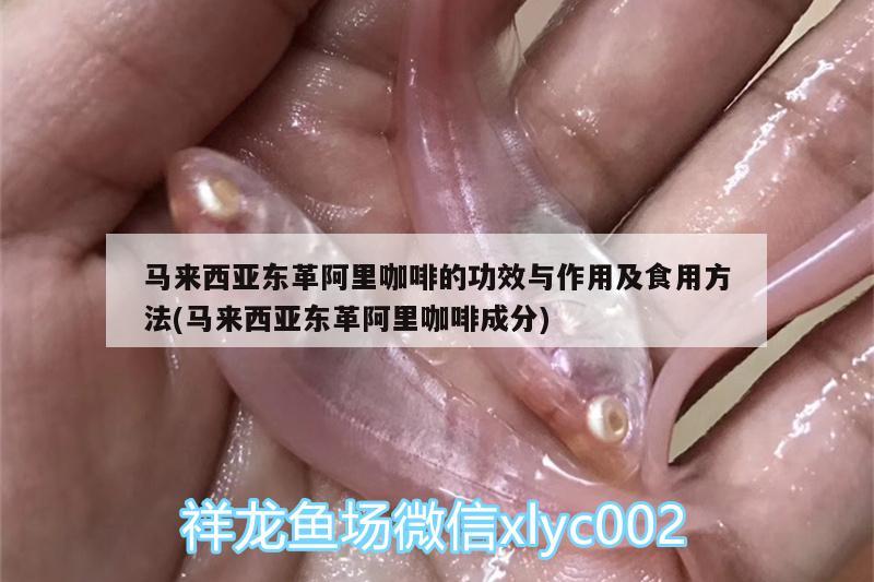 马来西亚东革阿里咖啡的功效与作用及食用方法(马来西亚东革阿里咖啡成分)