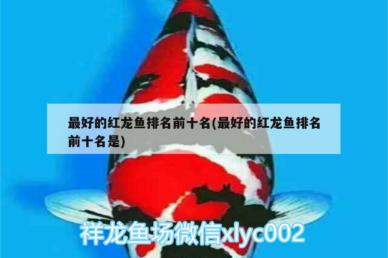 最好的红龙鱼排名前十名(最好的红龙鱼排名前十名是) 广州水族器材滤材批发市场