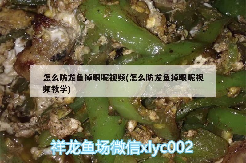 怎么防龙鱼掉眼呢视频(怎么防龙鱼掉眼呢视频教学) 大白鲨鱼