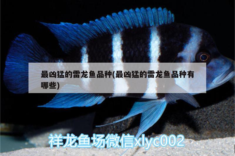 最凶猛的雷龙鱼品种(最凶猛的雷龙鱼品种有哪些) 斑马鸭嘴鱼