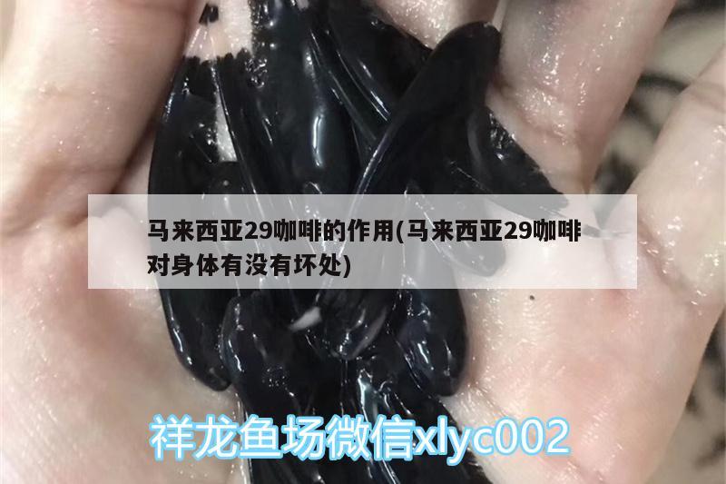 马来西亚29咖啡的作用(马来西亚29咖啡对身体有没有坏处)