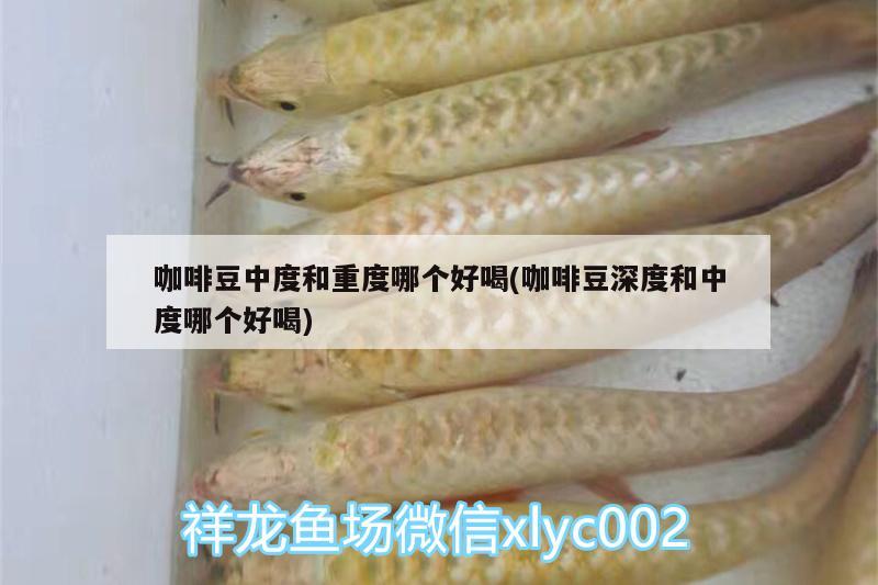 咖啡豆中度和重度哪个好喝(咖啡豆深度和中度哪个好喝)