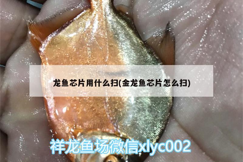 龙鱼芯片用什么扫(金龙鱼芯片怎么扫) 白子关刀鱼苗